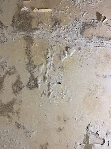 Best Mold Remediation  in Centerville, IA